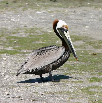 Brown Pelican