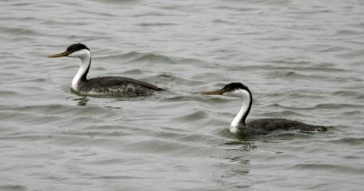 Western Grebe