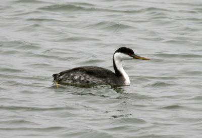 Western Grebe
