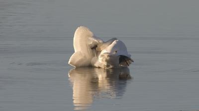 Trumpeter Swan