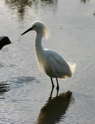 Snowy Egret