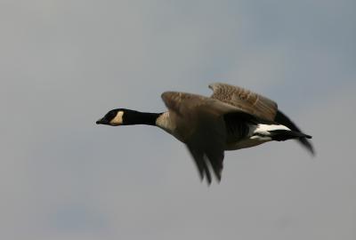 Canada or Cackling Goose?