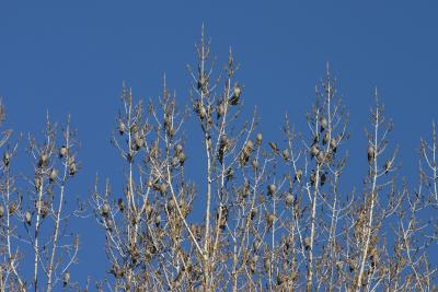 Bohemian Waxwings with one Cedar Waxwing guest