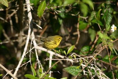 Prairie Warbler