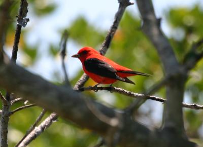 Scarlet Tanager