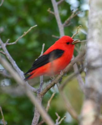 Scarlet Tanager