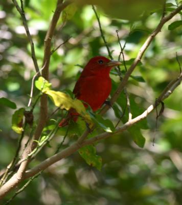 Summer Tanager