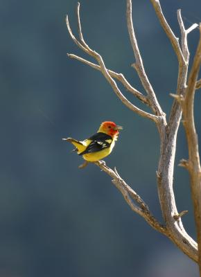 Western Tanager