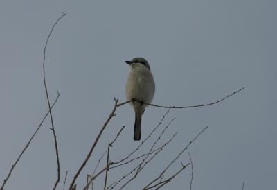 Northern Shrike