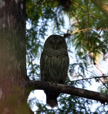 Barred Owl