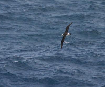 g3/03/475403/3/58400949.IMG_4545LaALCroppedPS.jpg