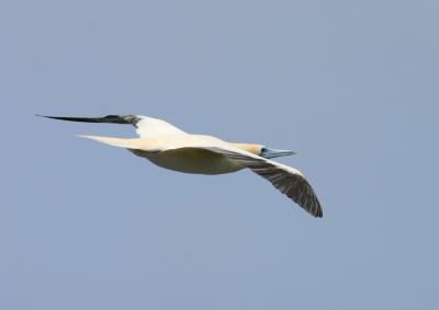 Albatross/Shearwater/Tropicbirds