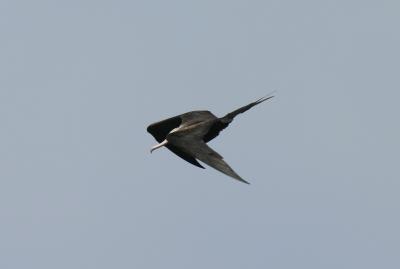 Greater Frigatebird