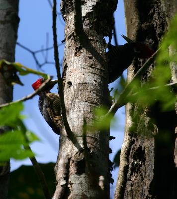 Pale-billed Woodpecker (pair)
