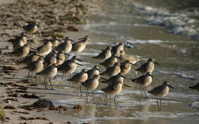 Willets