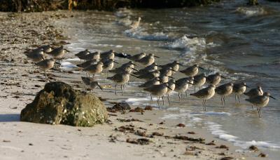Willets