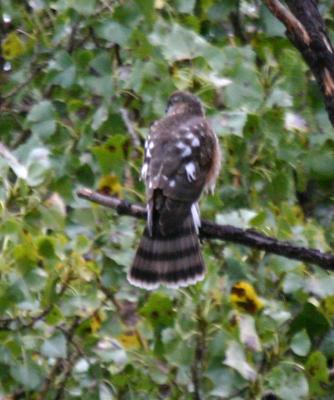 Accipiter