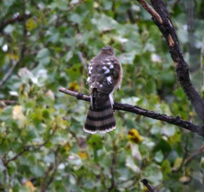 Accipiter