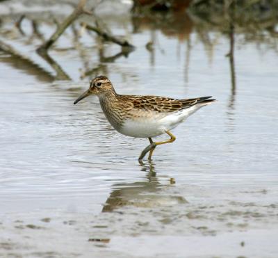 Pectoral Sandpiper