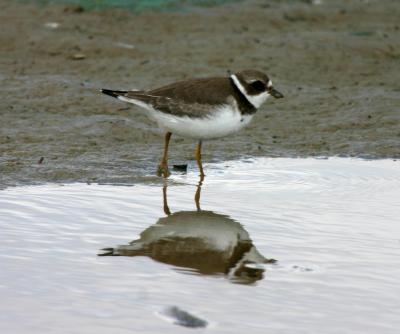 Semipalmated Plover