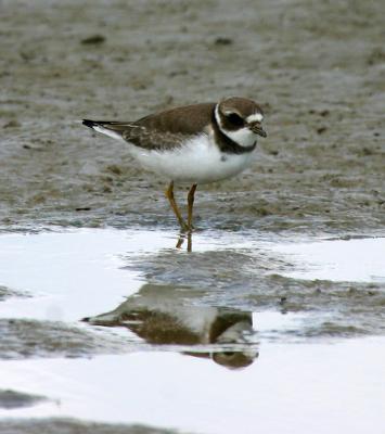 Semipalmated Plover