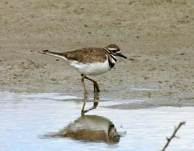Killdeer