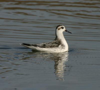 Red Phalarope