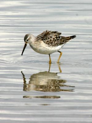 Stilt Sandpiper