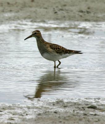 Pectoral Sandpiper