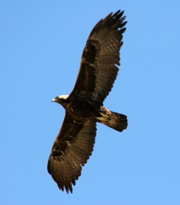 Golden Eagle