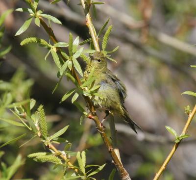 Orange-crowned Warbler