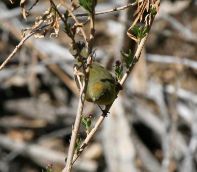 Orange-crowned Warbler