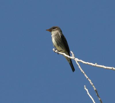 Olive-sided Flycatcher