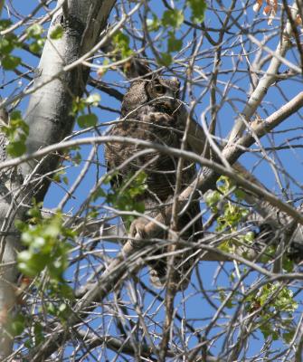 Great Horned Owl
