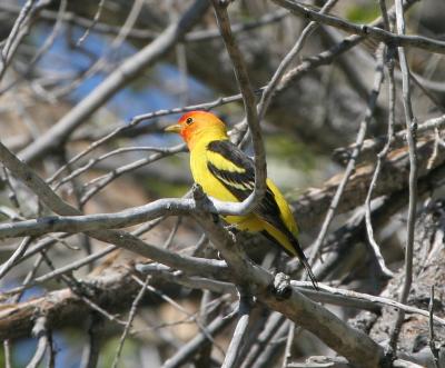 Western Tanager
