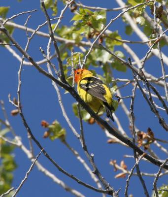 Western Tanager