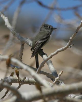 Hammond's Flycatcher