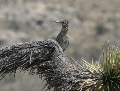 Greater Roadrunner