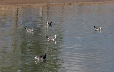 Five Sabine's Gulls