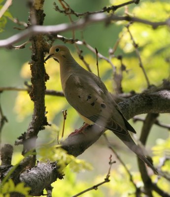 Mourning Dove