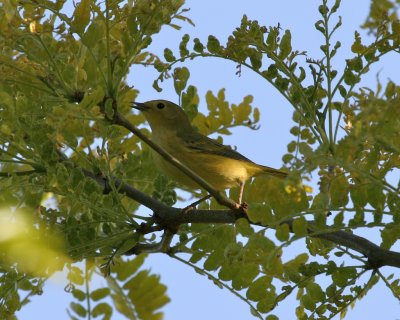 Yellow Warbler