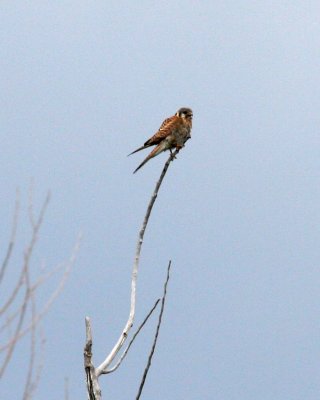 American Kestrel