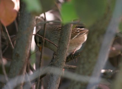 White-crowned Sparrow