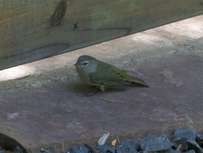 Orange-crowned Warlber