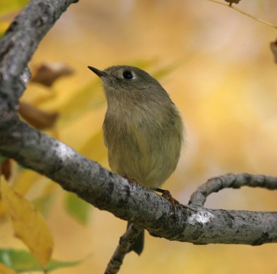 Ruby-crowned Kinglet