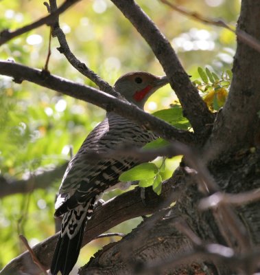 Northern Flicker