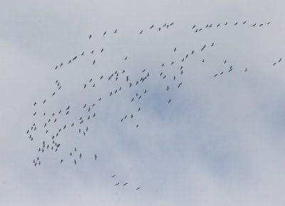 Sandhill Cranes