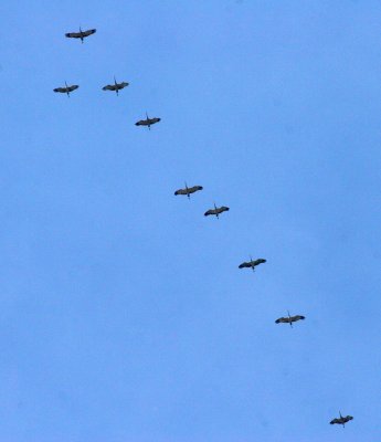 Sandhill Cranes