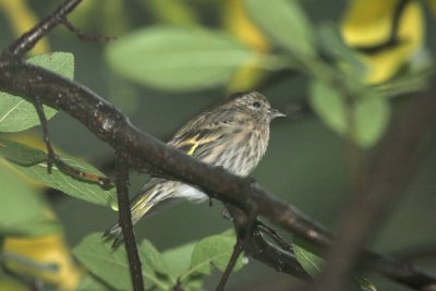 Pine Siskin