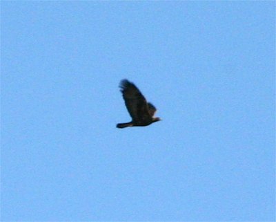 Golden Eagle